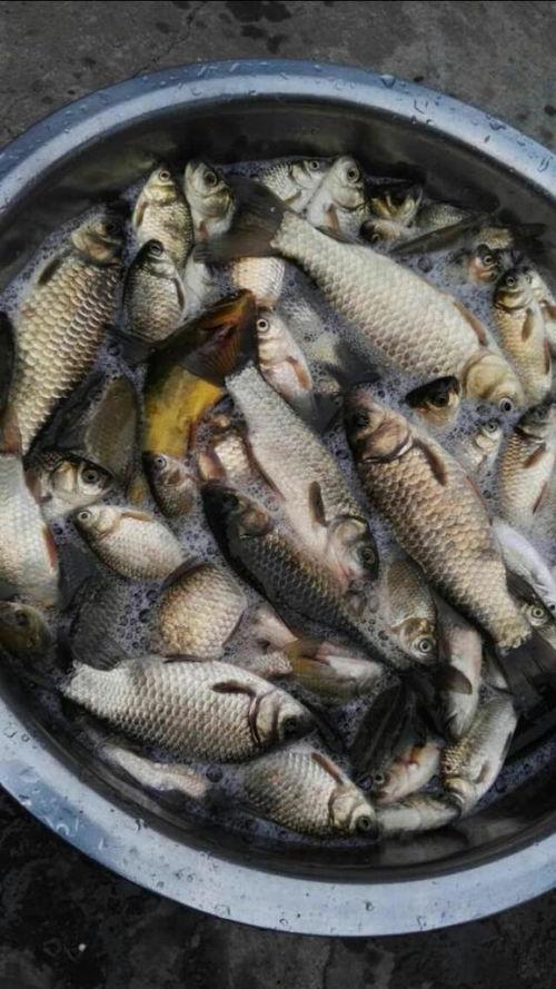 博主爆料鲈鱼是真的吗视频